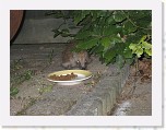 Egels in de tuin 003 * 3648 x 2736 * (5.34MB)